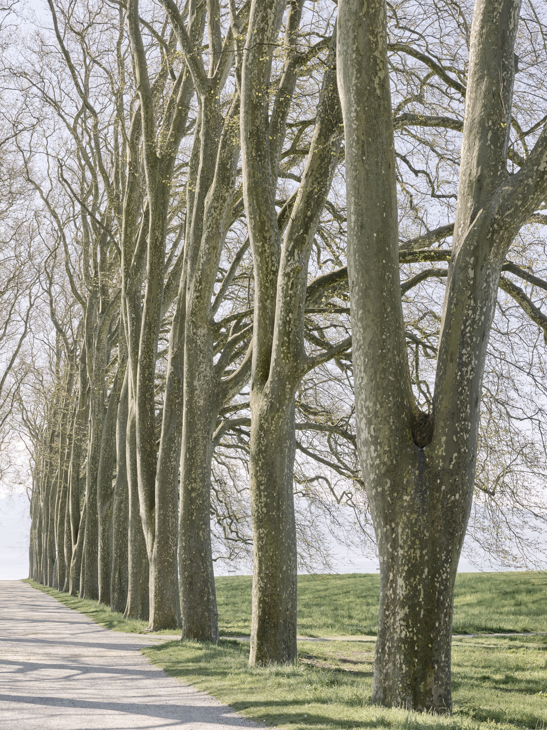 UNIL Sport Cluster construction site